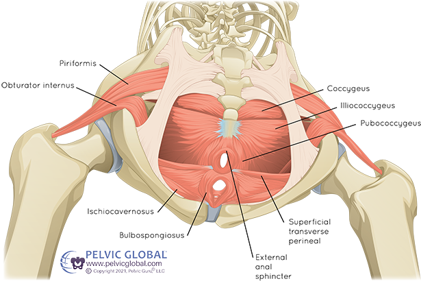 Hip short rotators 4 Hip short rotators uai