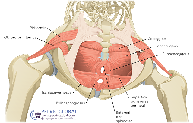 Hip short rotators 3 Hip short rotators