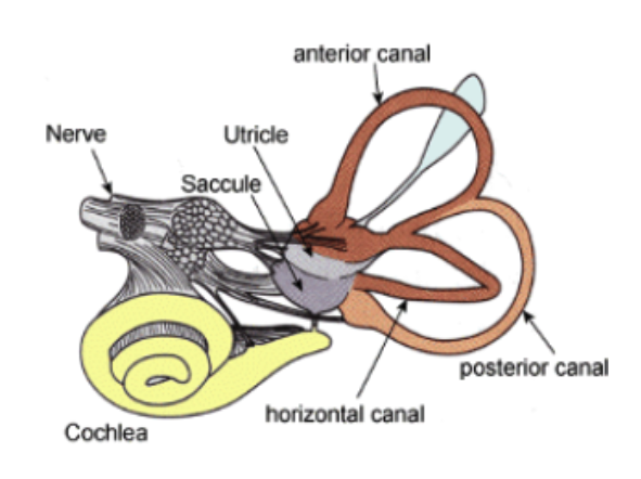 Vertig- and-Dizziness 3 Vertig and Dizziness