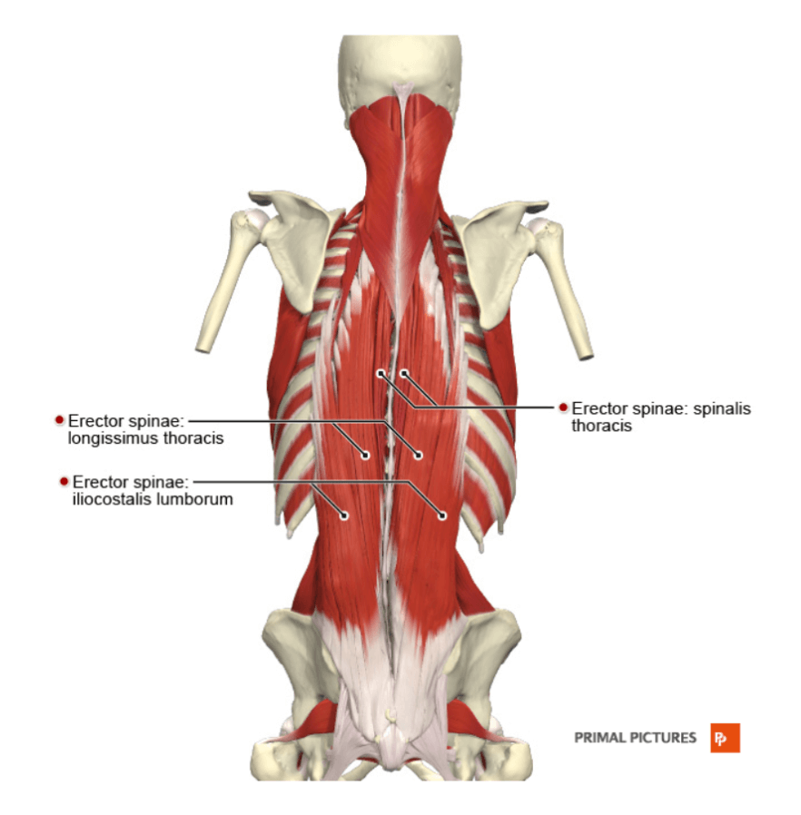 Erector-Spinae 10 Erector Spinae