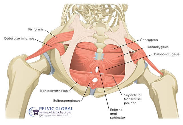 Lifting and Pelvic Health Blog 3 Lifting and Pelvic Health Blog
