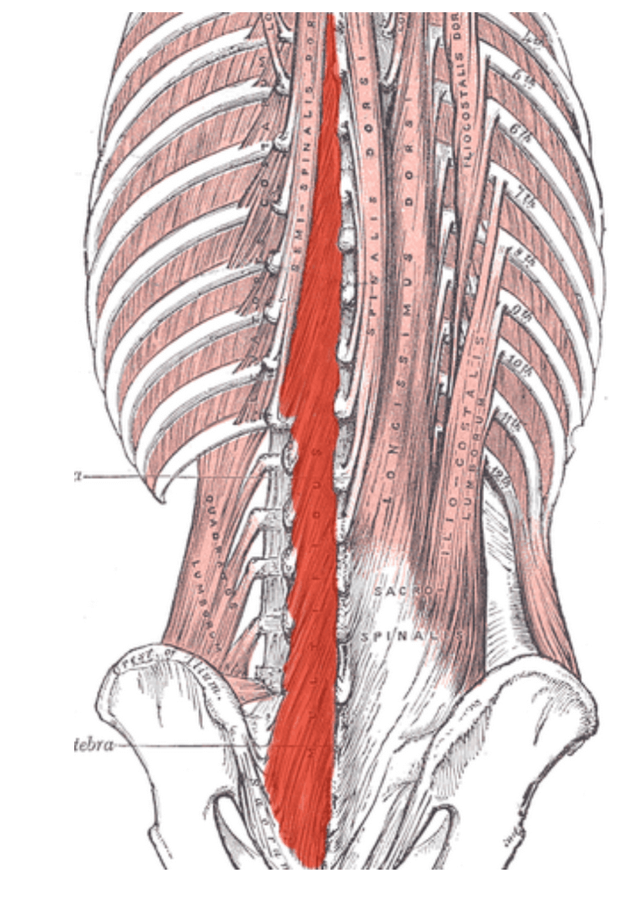 Multifidi 9 Multifidi