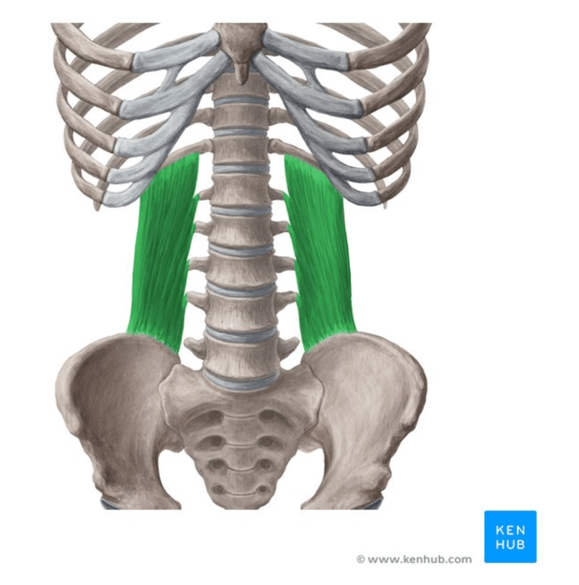 Quadratus-Lumborum 11 Quadratus Lumborum