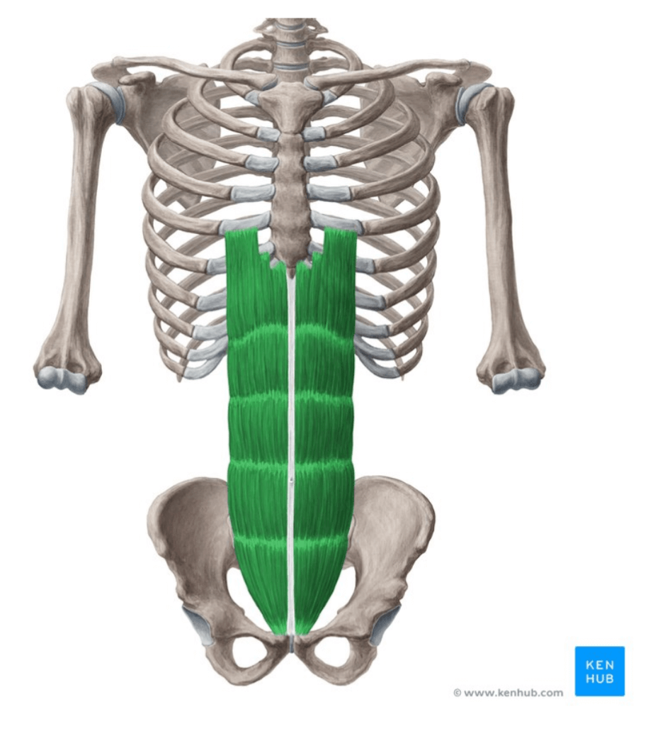 Rectus-Abdominis 8 Rectus Abdominis