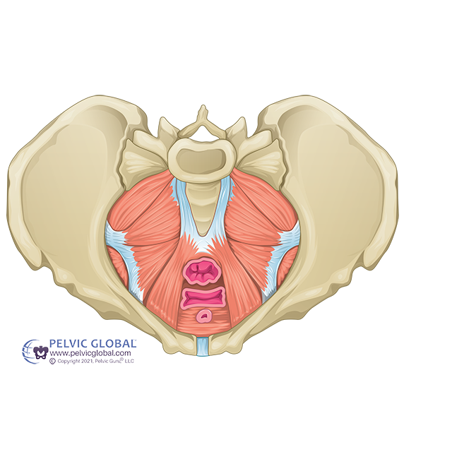 Superior view of pelvic floor 4 Superior view of pelvic floor