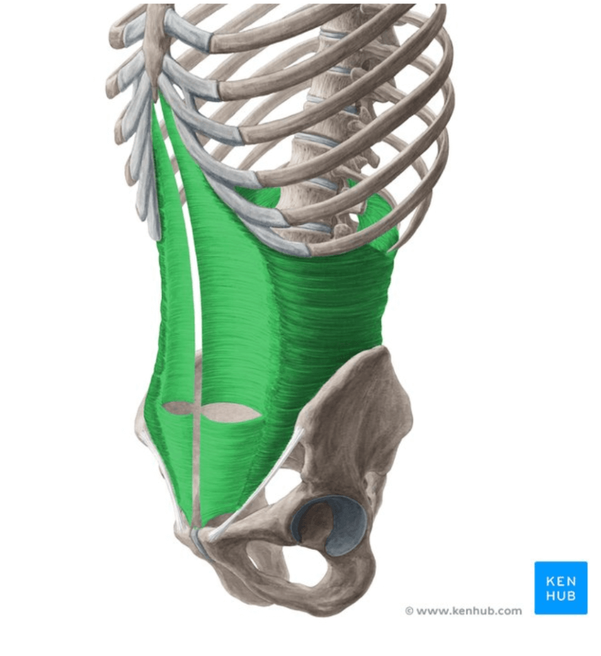 Transverse-Abdominis 6 Transverse Abdominis