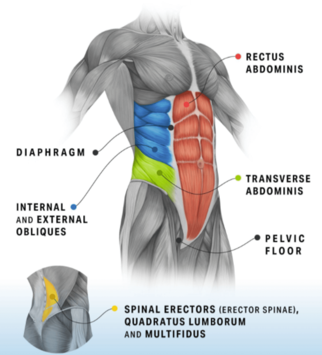 muscles-of-core 3 muscles of core